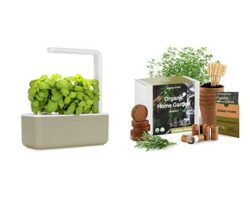 Read more about the article Best Herb Garden Kits