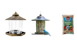 Read more about the article Best Panorama Bird Feeders